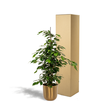 Ficus benjamina Danielle | Houseplant with Pot Mayk Gold