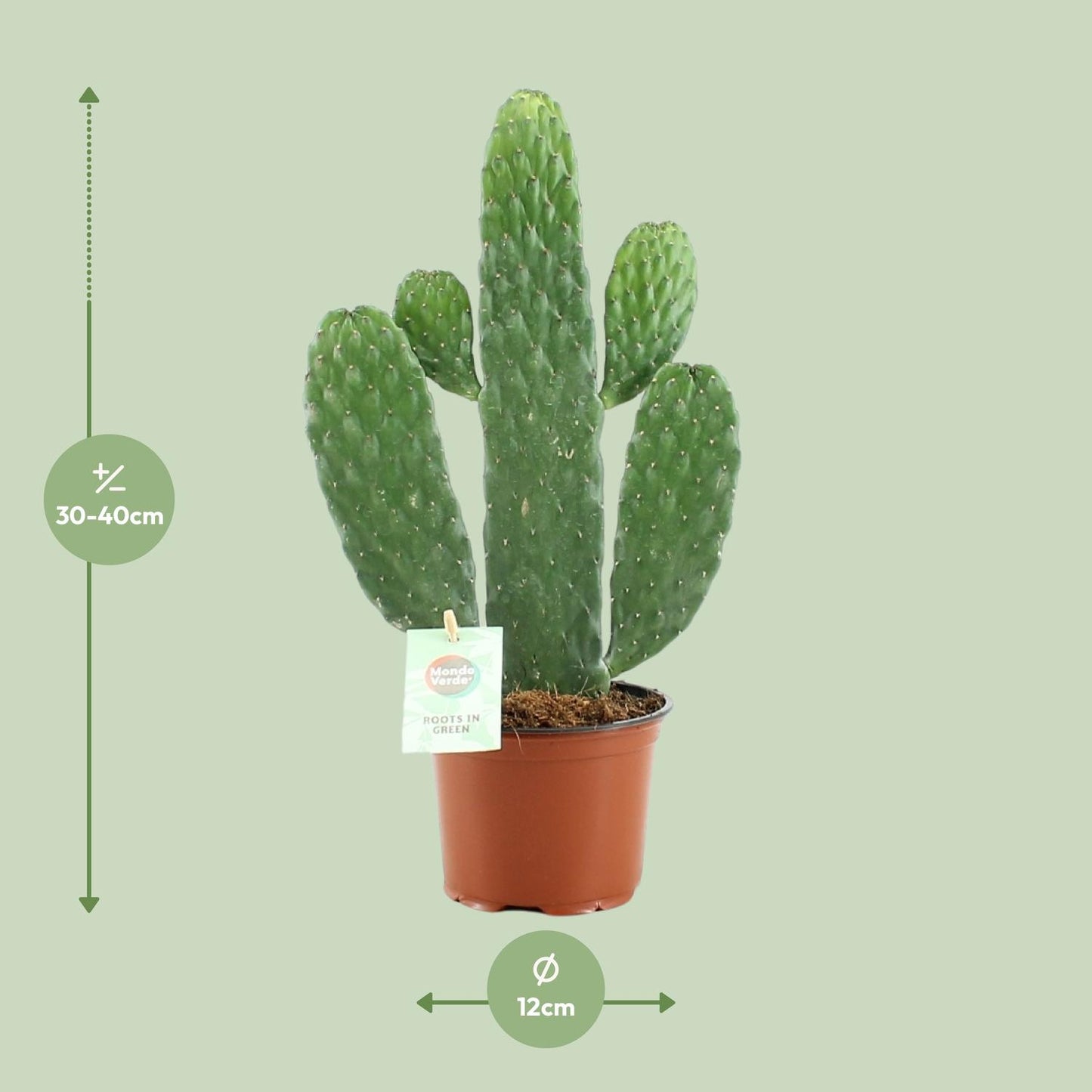 Opuntia Rubescens Consolea - Ø12cm - ↕35cm  - Cactus