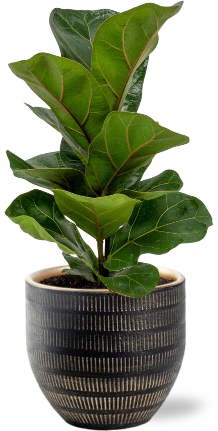 Ficus Lyrata - Ø12cm - ↕30cm + Beau Pot D14x13cm - Zwart. - Vioolblad.