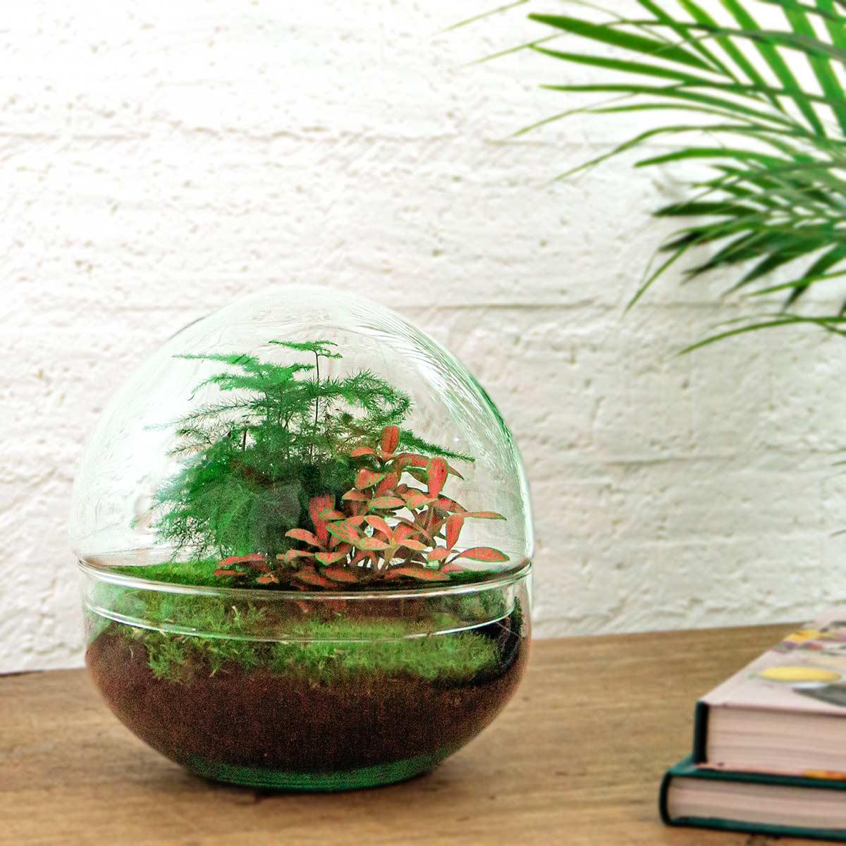 Rood DIY terrarium met bladplanten en mos
