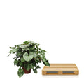 Homalomena Rubescens Maggy – Tropische kamerplant met roodachtige stelen en glanzend groen blad – Hoogte 170 cm, potmaat Ø60 cm"