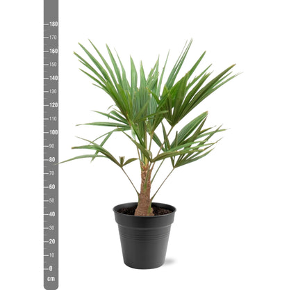 Trachycarpus Fortunei - ca.90-100cm - Ø21  Palm winterhard
