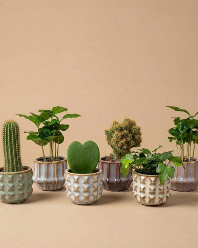 6 x Plant set met pot set San Juan | plant mix