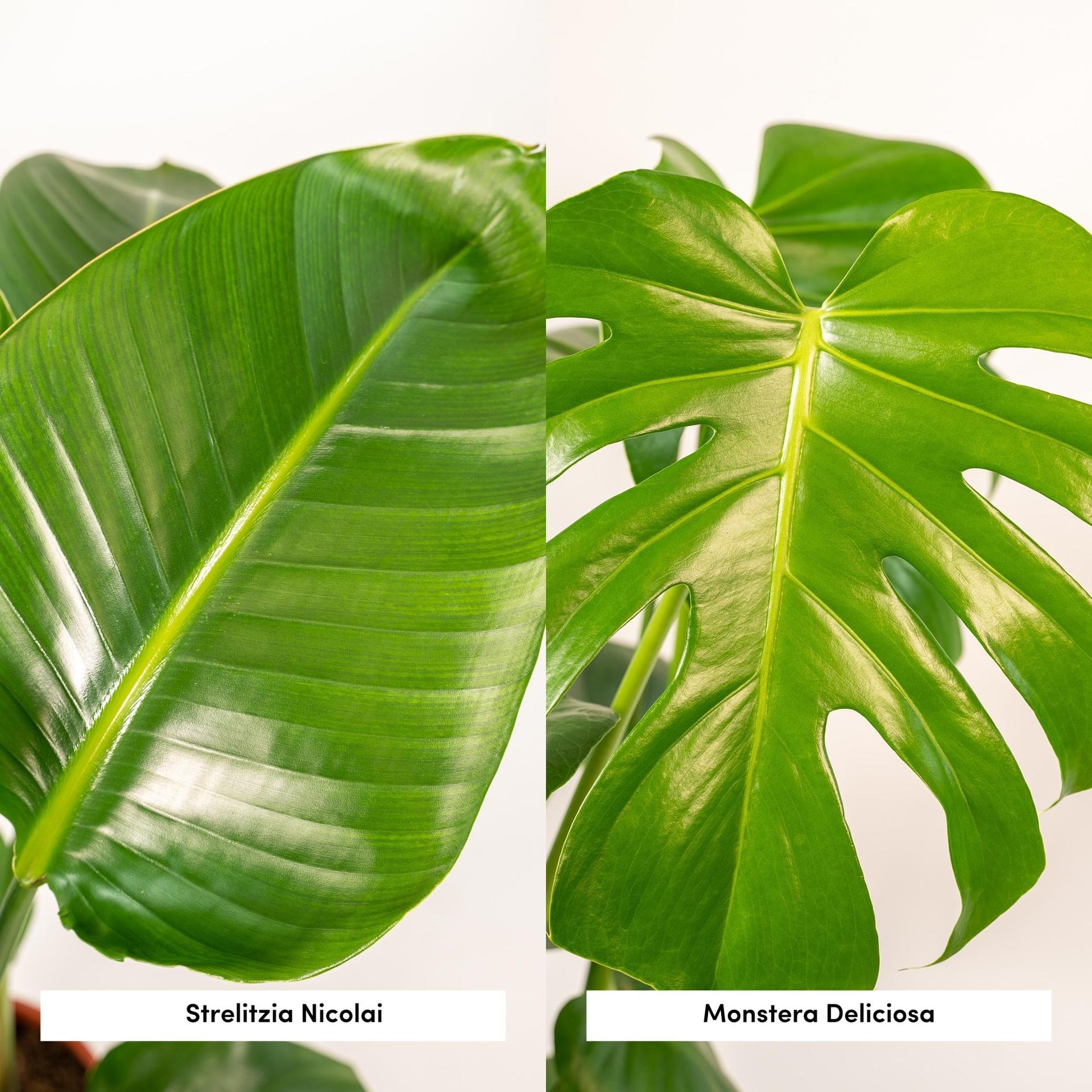 "Tropische kamerplantenmix met Strelitzia Nicolai en Monstera Deliciosa – Ø19/21 cm pot – Hoogte 75–85 cm – groene blikvangers in moderne interieurs"