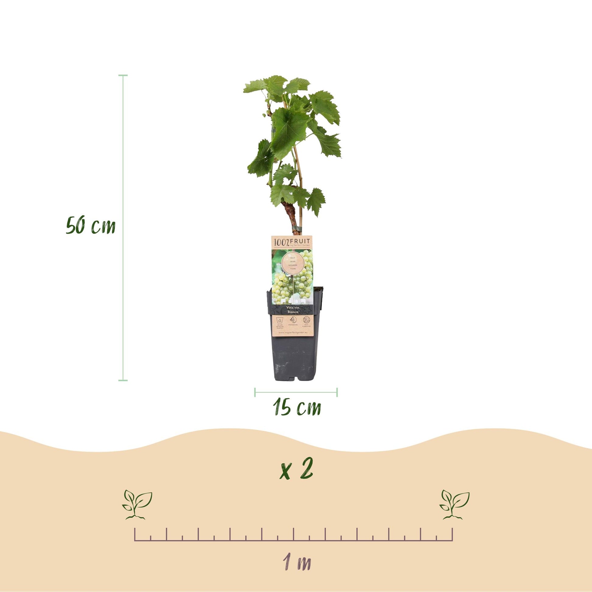"Vitis vinifera ‘Bianca’ – witte druivenplant, set van 2 planten in pot Ø15cm, hoogte ongeveer 50cm, met zoete witte druiven." Vlaams belgie