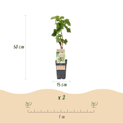 "Vitis vinifera ‘Bianca’ – witte druivenplant, set van 2 planten in pot Ø15cm, hoogte ongeveer 50cm, met zoete witte druiven." Vlaams belgie