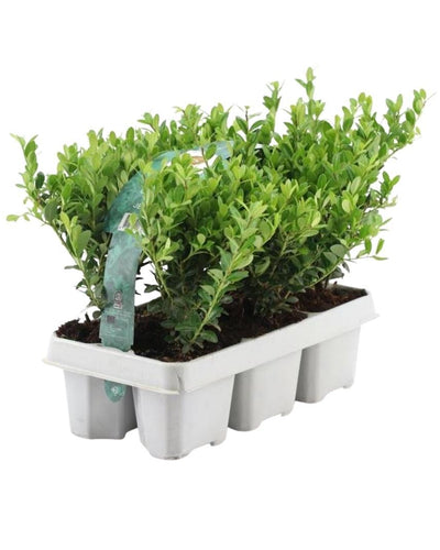 Wintergroene struik met fijne bladeren voor strakke tuinvormen