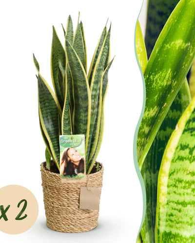 Twee sansevieria Laurentii met groen-gele bladeren voor binnen