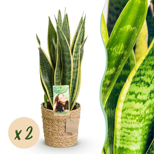Twee sansevieria Laurentii met groen-gele bladeren voor binnen