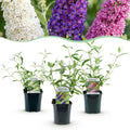 3 x Buddleja davidii Tricolour | Vlinderstruik | Winterhard