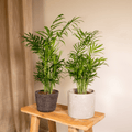 Chamaedorea Elegans (Mexicaanse Bergpalm) – 2 stuks, hoogte 40cm, pot Ø12cm – sierlijke groene bladeren, ideaal voor binnen.