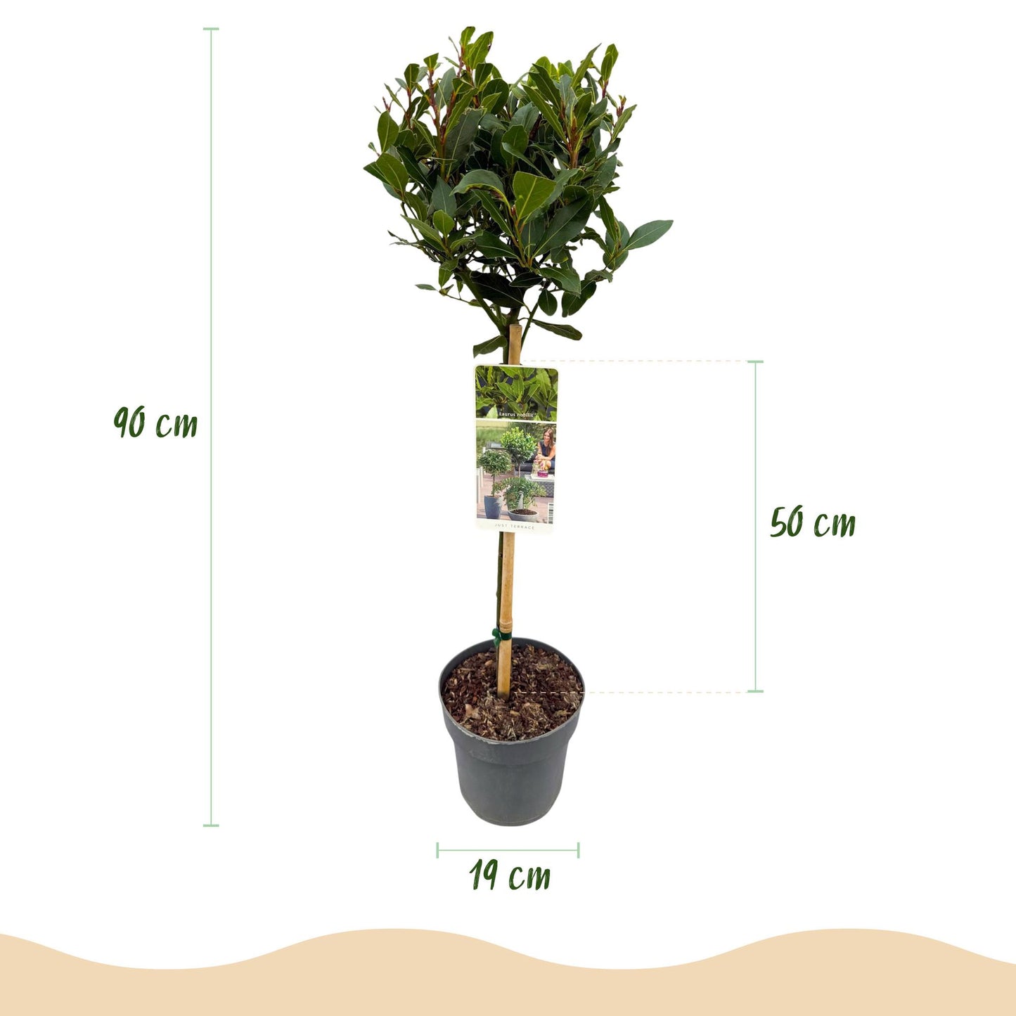Plant op Stam | Laurus nobilis | Terras Plant