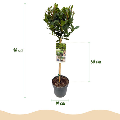 Plant op Stam | Laurus nobilis | Terras Plant