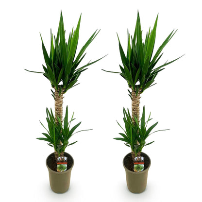 Yucca elephantipes, Palmlelie, Kamerplant woonkamer, Tropische kamerplant, Onderhoudsvriendelijke kamerplant, Diepgroene bladeren, Weinig water kamerplant, Robuuste kamerplant, Interieur groen
