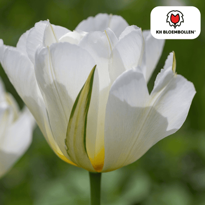 Tulpenbollen White Valley – set van 20 helderwitte tulpen, elegant en tijdloos, geschikt voor tuin, border of pot.