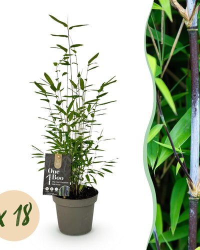 18 x Bamboe | Fargesia Black Dragon | Bladhoudend | Niet Woekerend | Groen