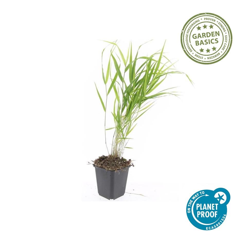 48x Hakonechloa macra | Tuin | Japans Bosgras