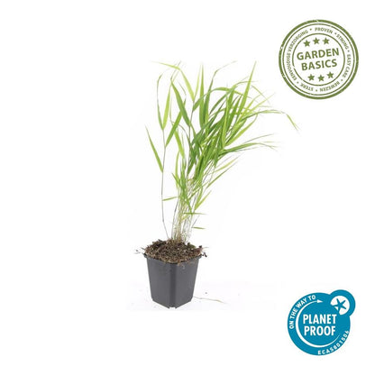 48x Hakonechloa macra | Tuin | Japans Bosgras