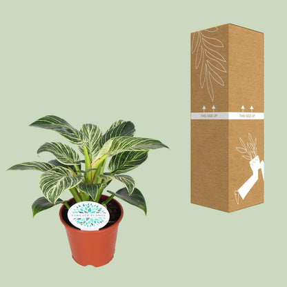 Philodendron Birkin kamerplant met witte strepen – 25 cm hoog in pot Ø14 cm