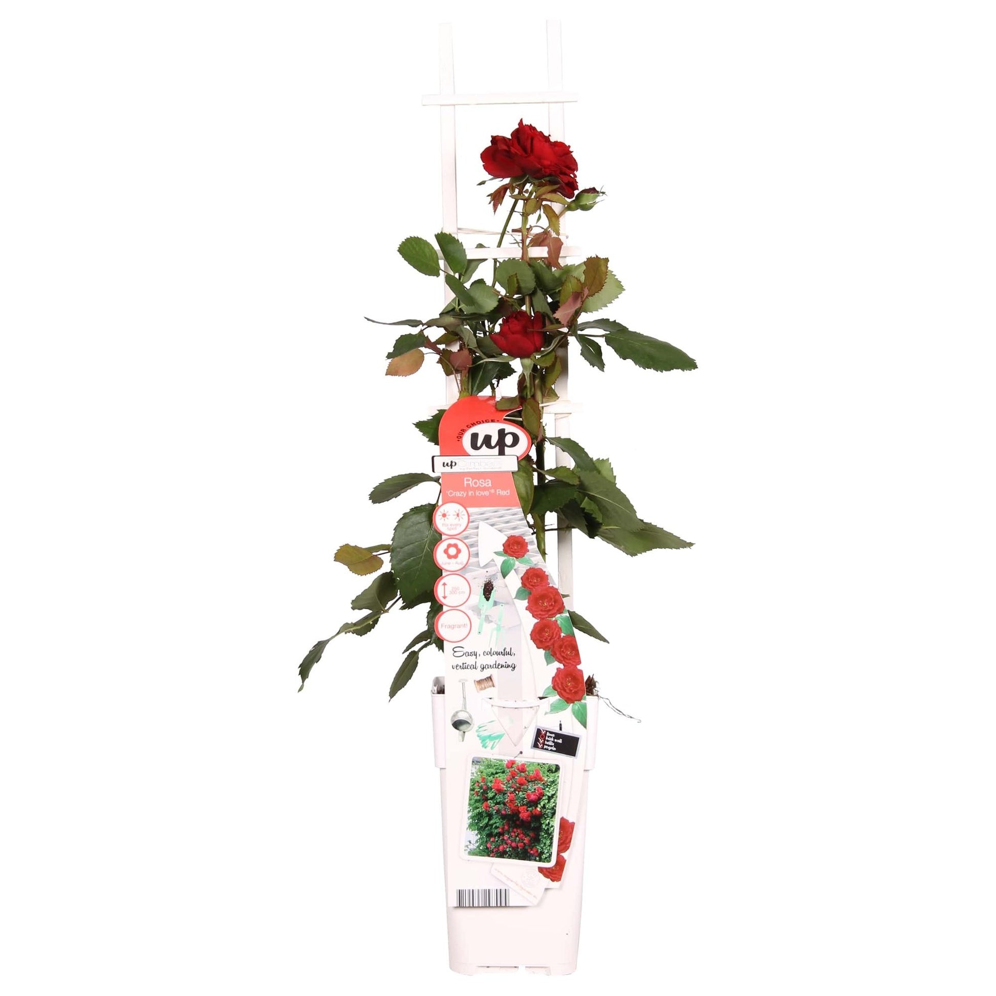 Rosa Crazy in Love ‘Red’ – rode klimroos in pot Ø15cm, hoogte 65cm – volle fluweelrode bloemen met glanzend groen blad.