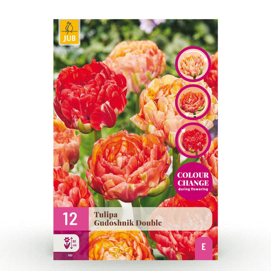 Tulipa Gudoshnik Double | Buitenplant | Tulp Gudoshnik Double – Buitenplant