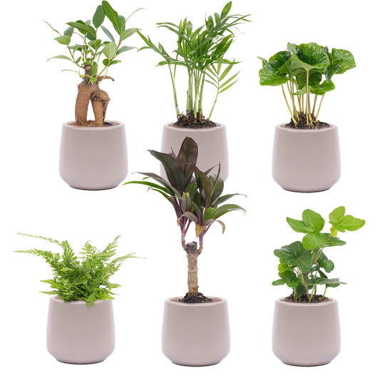 Mini planten set 6 – inclusief 6 compacte kamerplanten met grijze matte keramische pot Joey, ideaal voor een groene en stijlvolle toevoeging in huis"