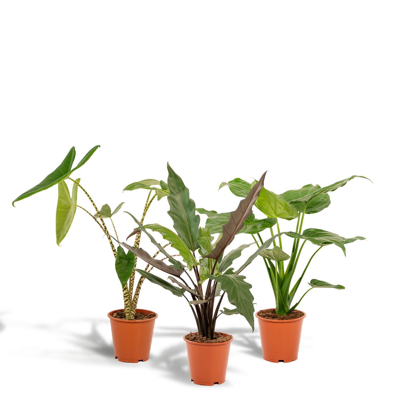 Alocasia Zebrina Ø19cm ↕75cm – Kamerplant met zebra-patroon stelen en grote hartvormige bladeren