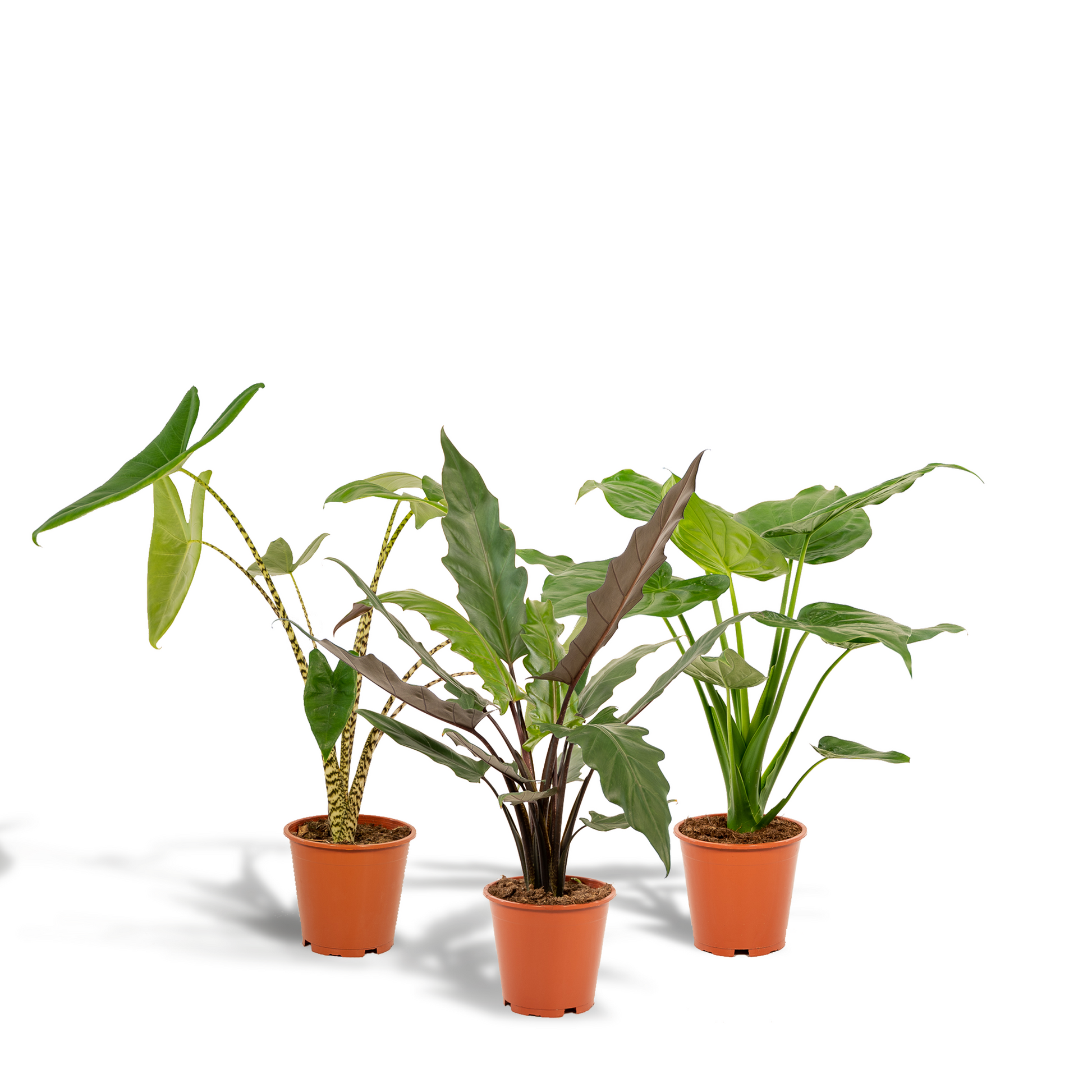 Alocasia Zebrina Ø19cm ↕75cm – Kamerplant met zebra-patroon stelen en grote hartvormige bladeren