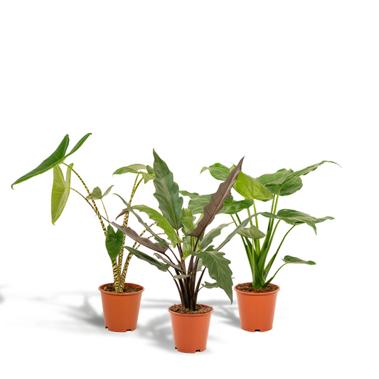 Alocasia Zebrina Ø19cm ↕75cm – Kamerplant met zebra-patroon stelen en grote hartvormige bladeren