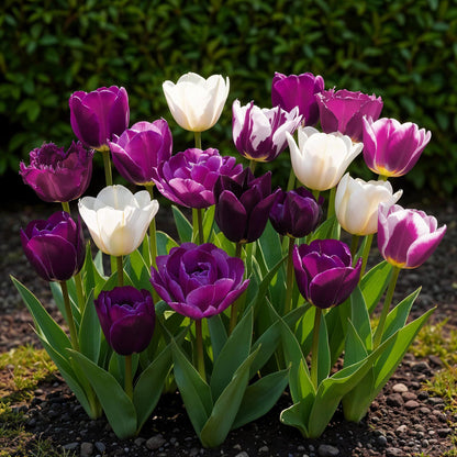 Tulipa Blueberry Mix bloembollen – kleurrijke tulpen voor tuin, balkon en terras, levendige voorjaarsbloei"