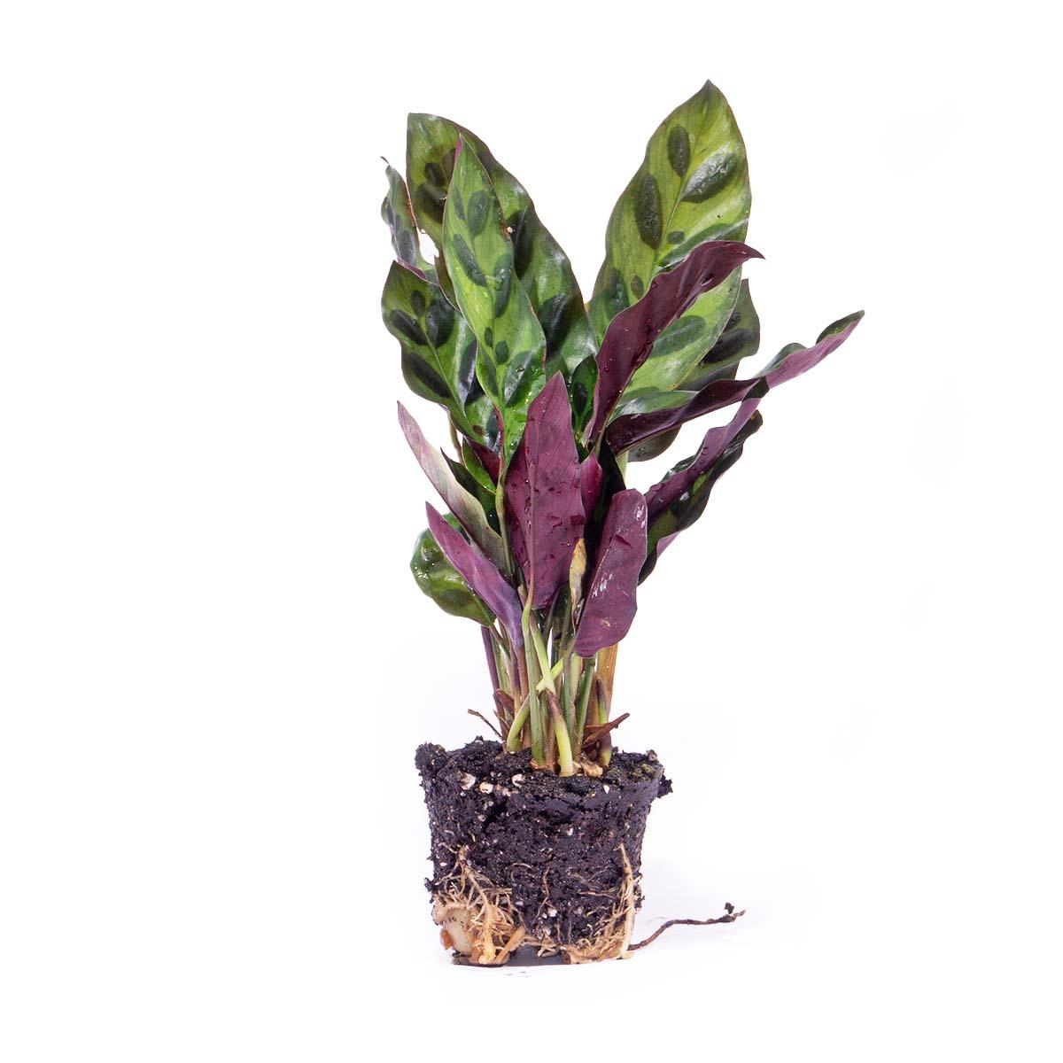 Calathea Lancifolia | Pauwenplant | Terrariumplant