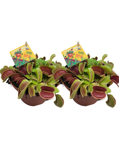 Vleesetende plant met rode vangbekken voor zonnige plek