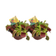 2x Dionaea muscipula | Venus vliegenvanger
