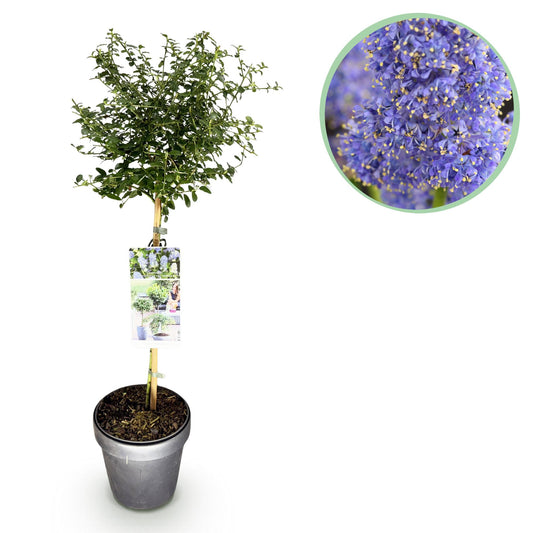 Bloeiende Ceanothus op stam voor tuin en terras