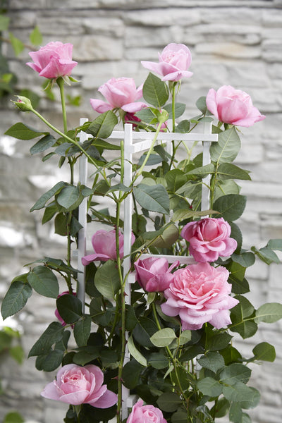 Rosa Crazy in Love ‘Pink’ – roze klimroos in pot Ø15cm, hoogte 65cm – bloeit van juni tot vorst met glanzend groen blad.