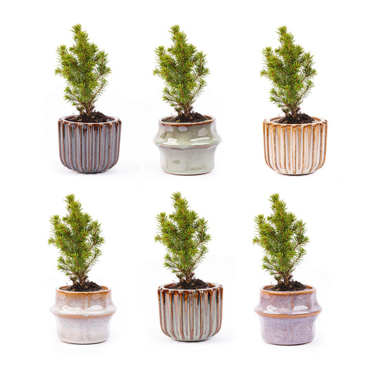 Set van 6 mini-kerstboompjes in keramische potjes Barcelona – stijlvolle kerstdecoratie in warme aardetinten. Perfect voor tafel of vensterbank.”
