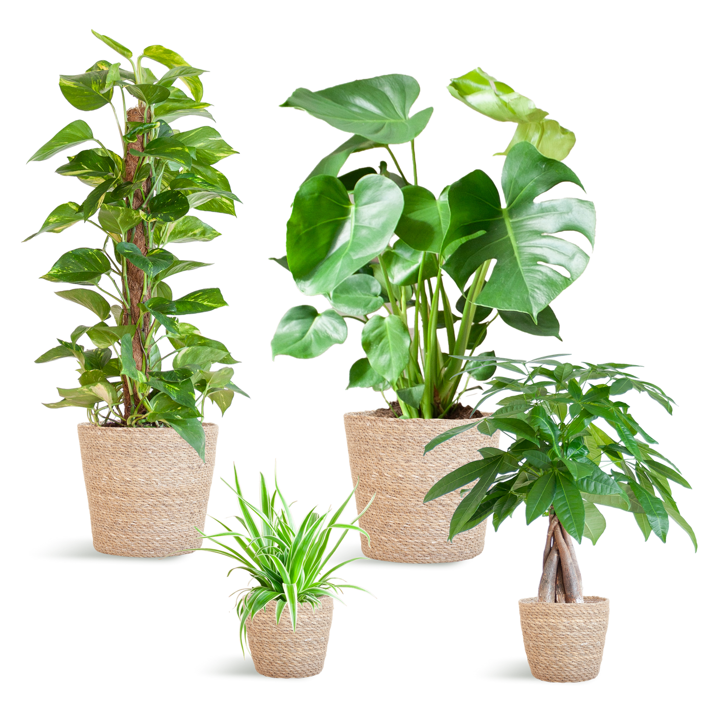 Easy Care Plantenbox medium met 4 onderhoudsarme kamerplanten in beige Sofia mand van zeegras