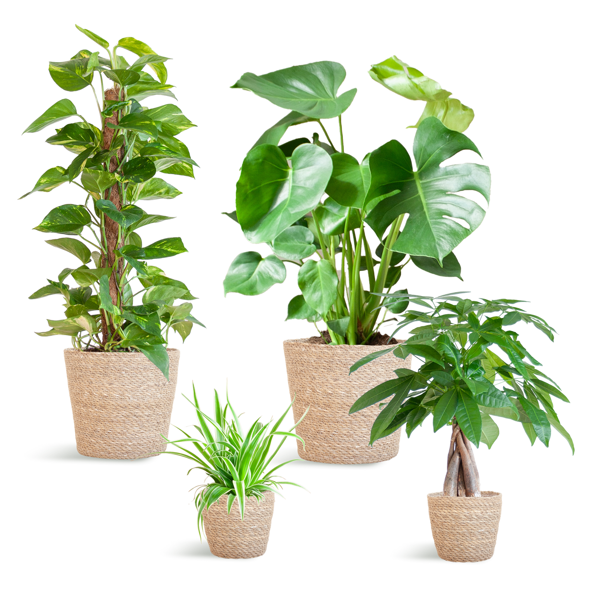 Easy Care Plantenbox medium met 4 onderhoudsarme kamerplanten in beige Sofia mand van zeegras