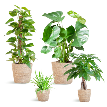 Easy Care Plantenbox medium met 4 onderhoudsarme kamerplanten in beige Sofia mand van zeegras