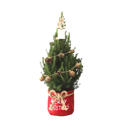 Kleine Kerstboom in Xmas Bag rood | Picea Glauca Conica | met verlichting op batterijen