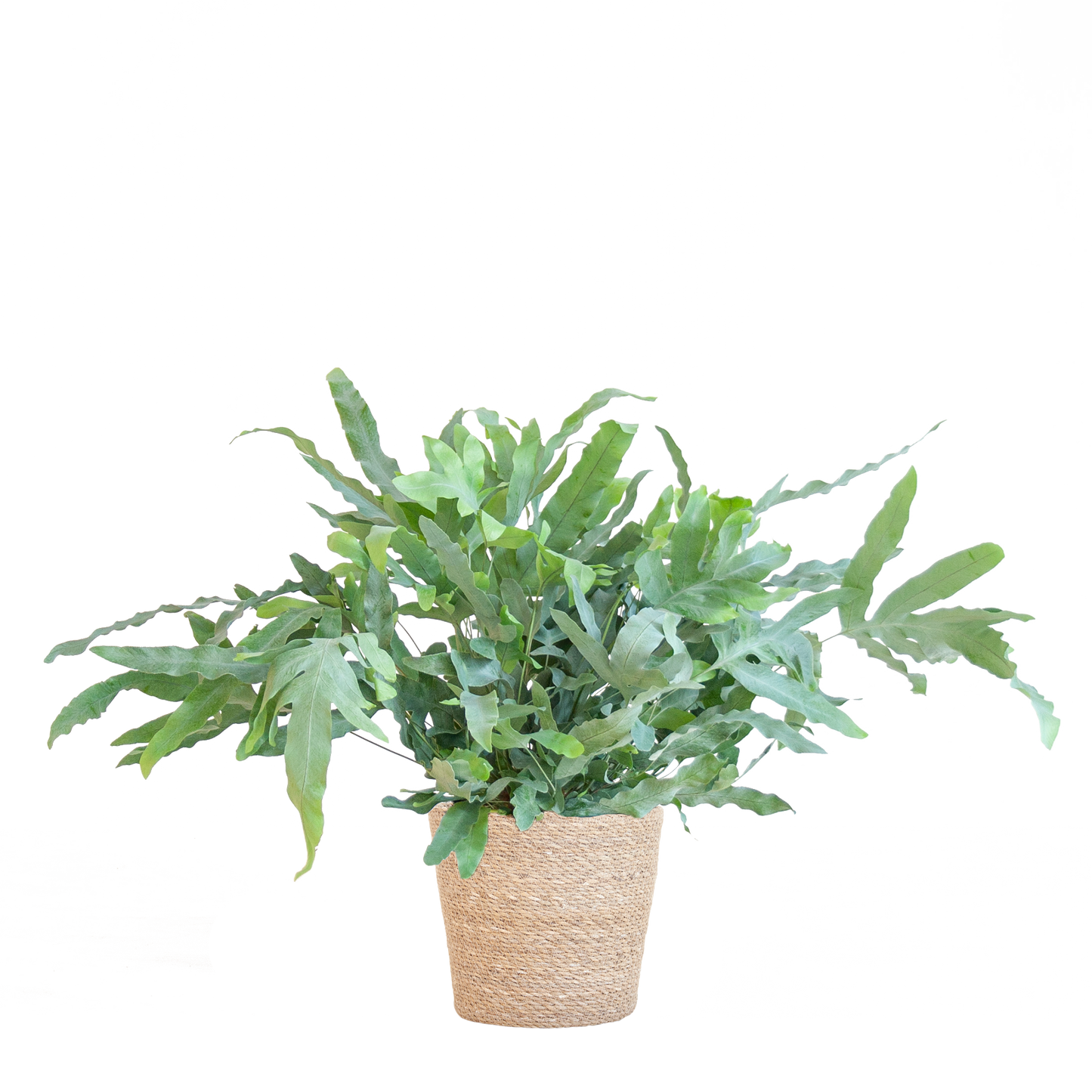 Phlebodium aureum ‘Blue Star’ met Mand Sofia naturel | Kamerplant | Blauwvaren