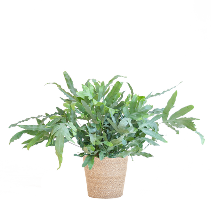 Phlebodium aureum ‘Blue Star’ met Mand Sofia naturel | Kamerplant | Blauwvaren