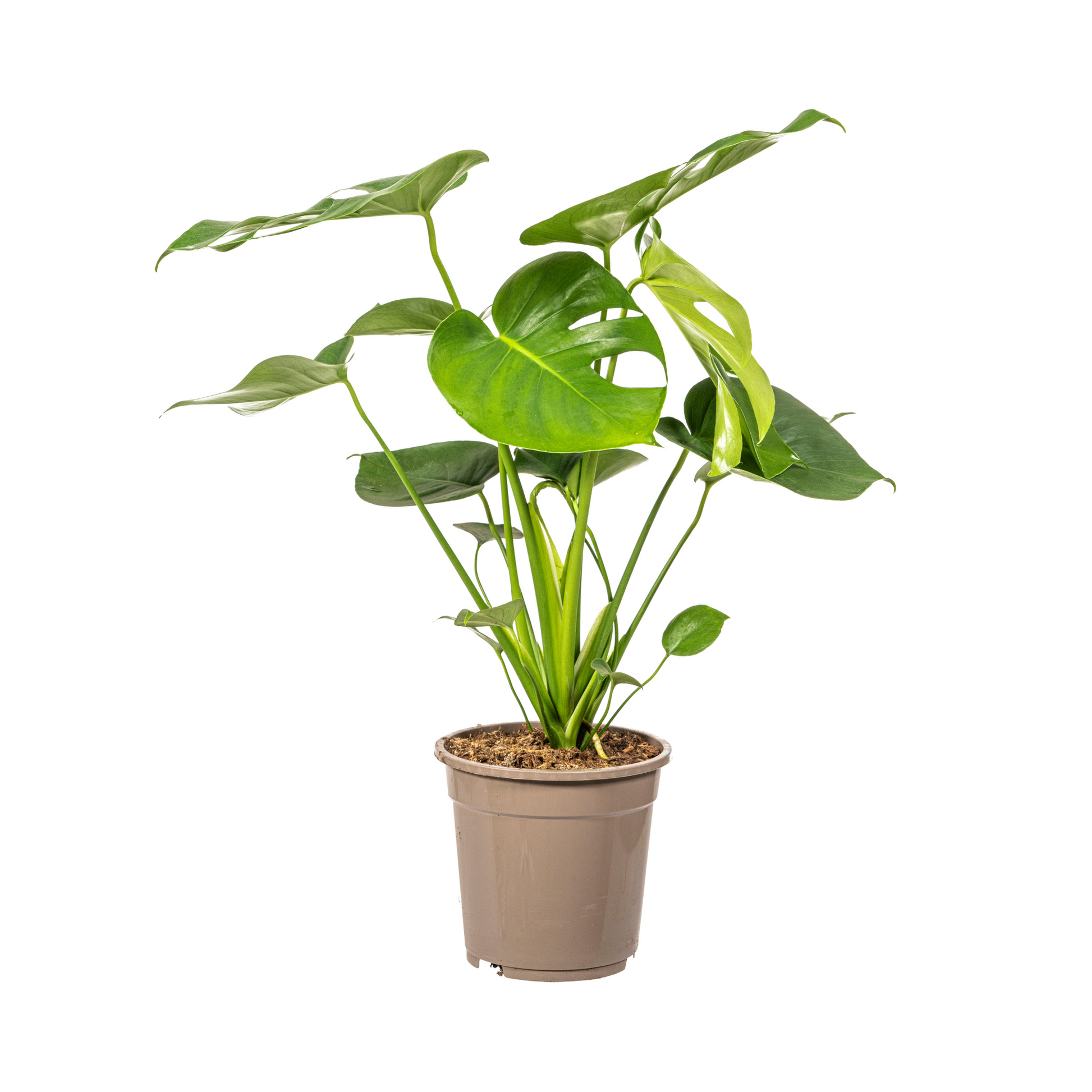 Monstera Deliciosa Tauerii kamerplant Ø19cm, 70-90cm hoog, grote groene bladeren met inkepingen en gaten, tropische klimplant.