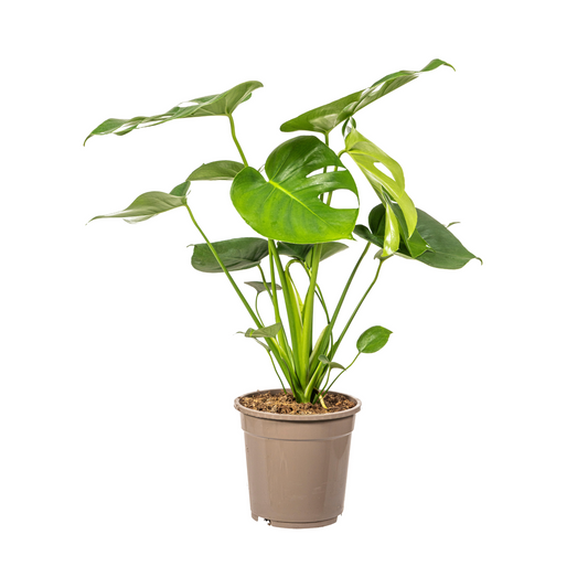 Monstera Deliciosa Tauerii kamerplant Ø19cm, 70-90cm hoog, grote groene bladeren met inkepingen en gaten, tropische klimplant.
