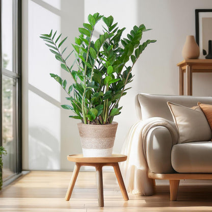 Zamioculcas Zamiifolia combi deal | Kamerplant | ZZ Plant