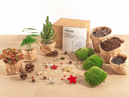 DIY kerst terrarium pakket met mini-kerstboom en drie planten. Planttoday