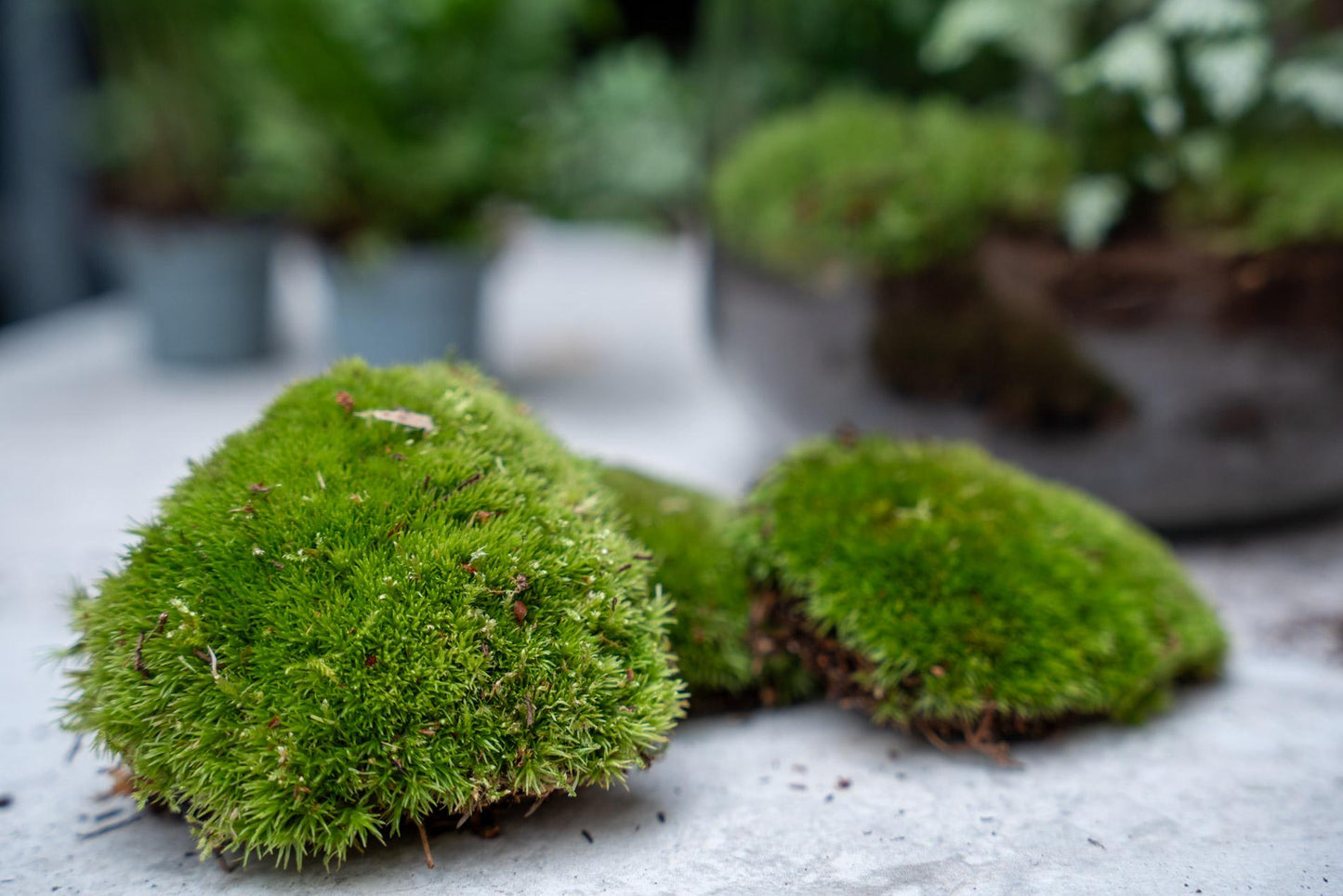 Planten Terrarium Navulling & Startpakket | Calathea Lancifolia | Maat L/XL