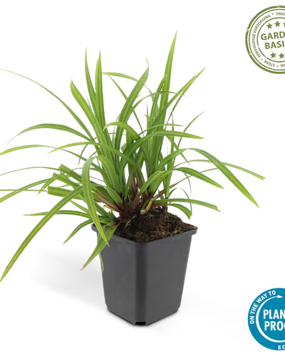 Carex morrowii Irish Green – wintergroene bodembedekker 10-25 cm
