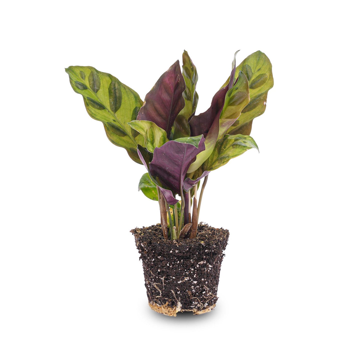 Calathea Lancifolia | Pauwenplant | Terrariumplant