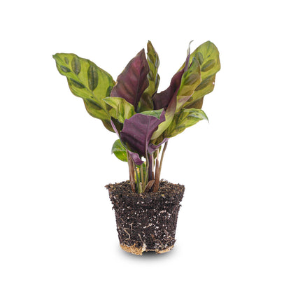 Calathea Lancifolia | Pauwenplant | Terrariumplant